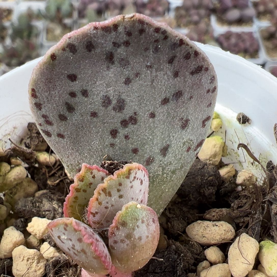 黑桃大苗多肉植物水泡