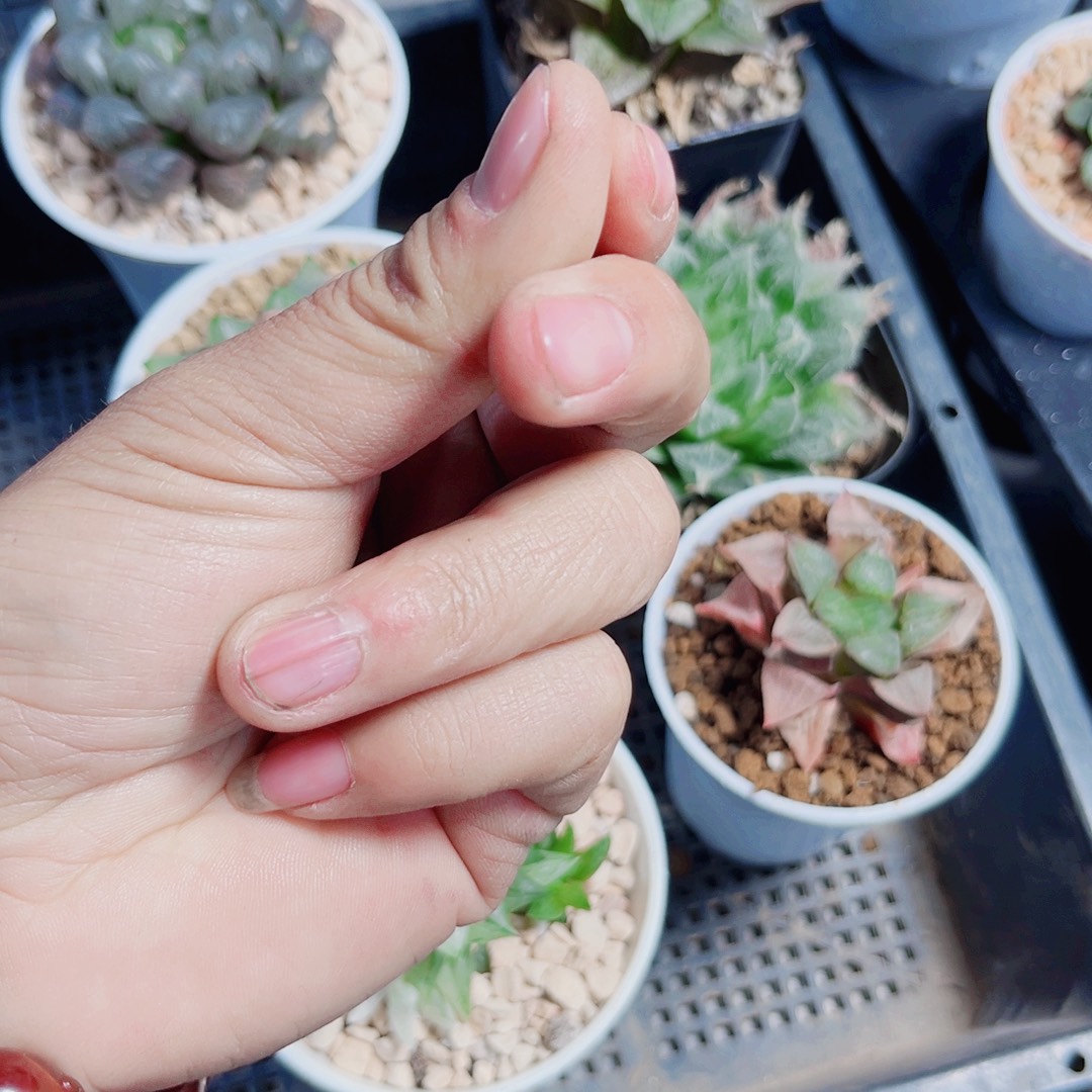 6棵肉肉补差价的的