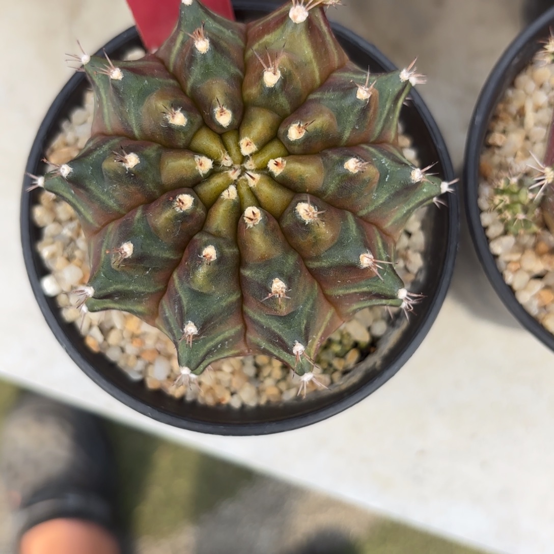 24-0103泰国发货多肉