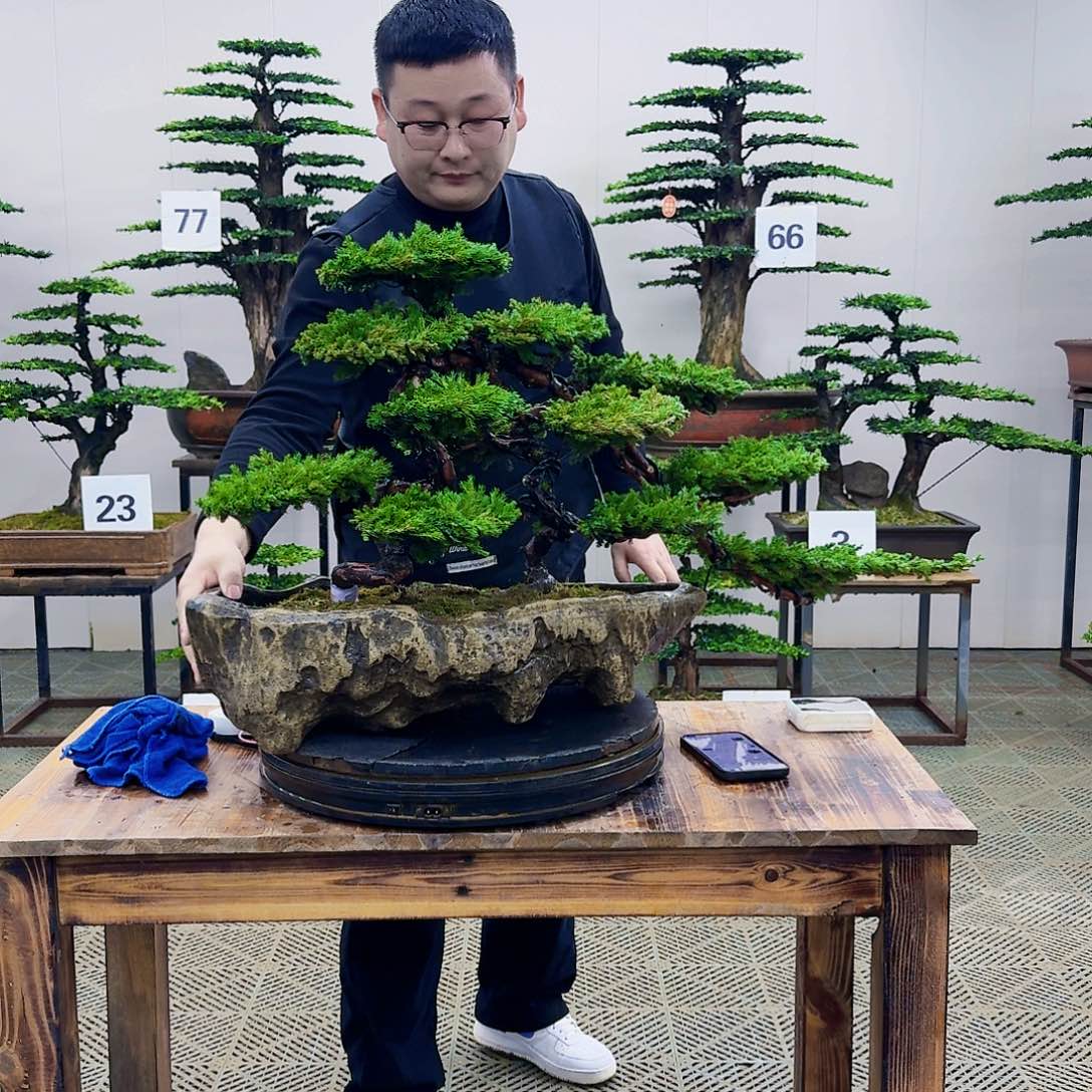盆景柏树造型盆景
