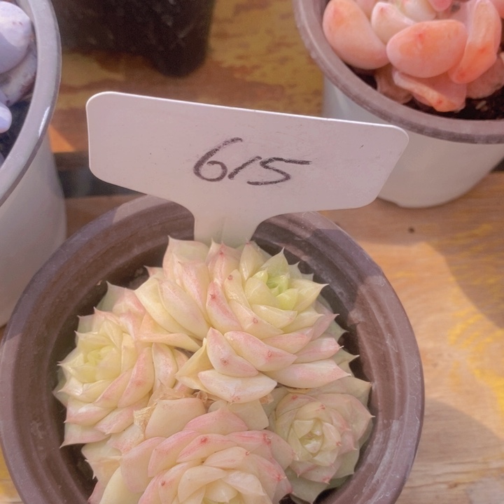 多肉植物，开心多肉