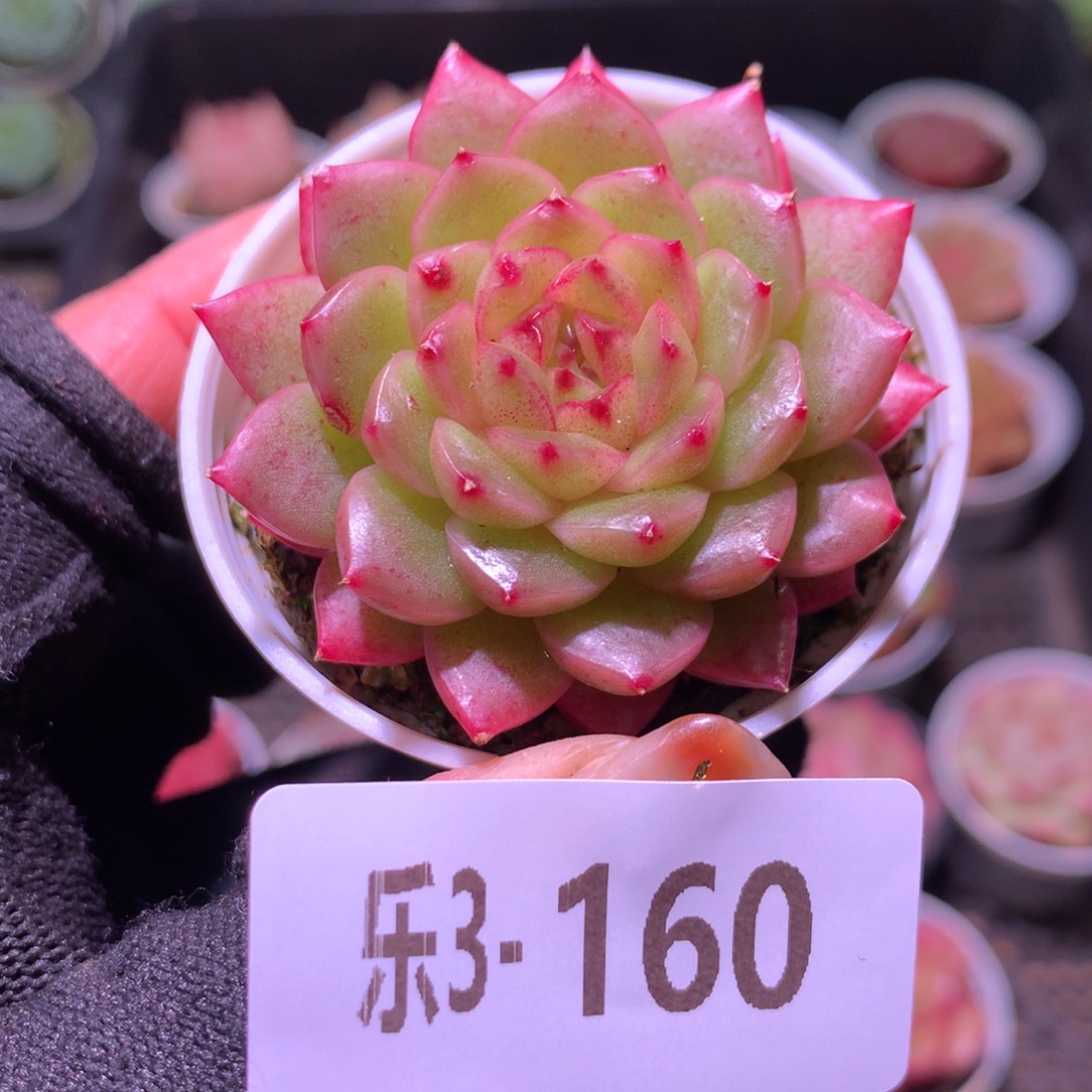 乐然 3-160 灵翠单头 