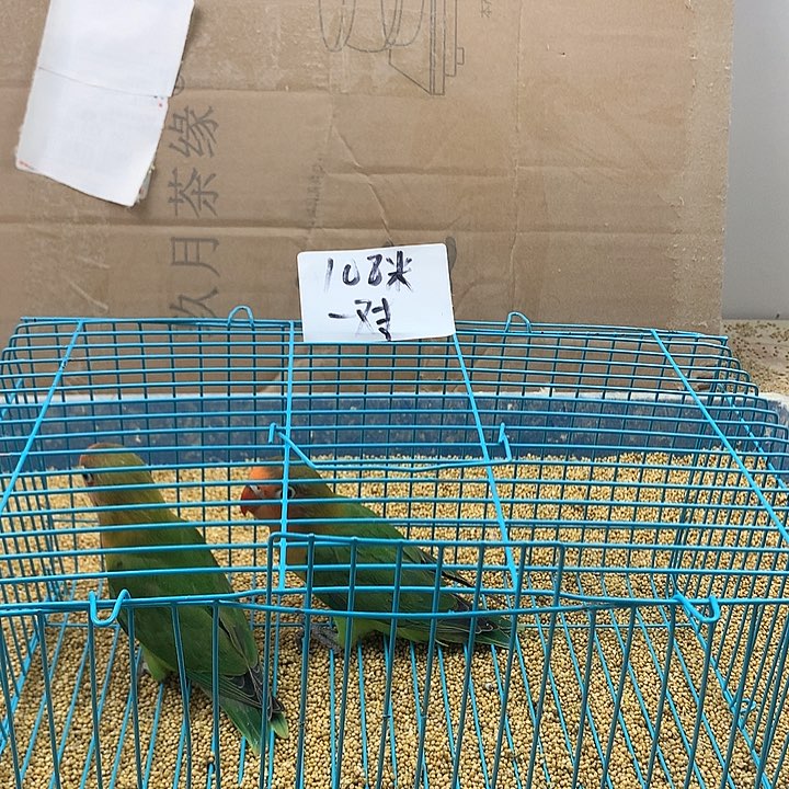 虎皮鹦鹉刘*凯牡丹一如