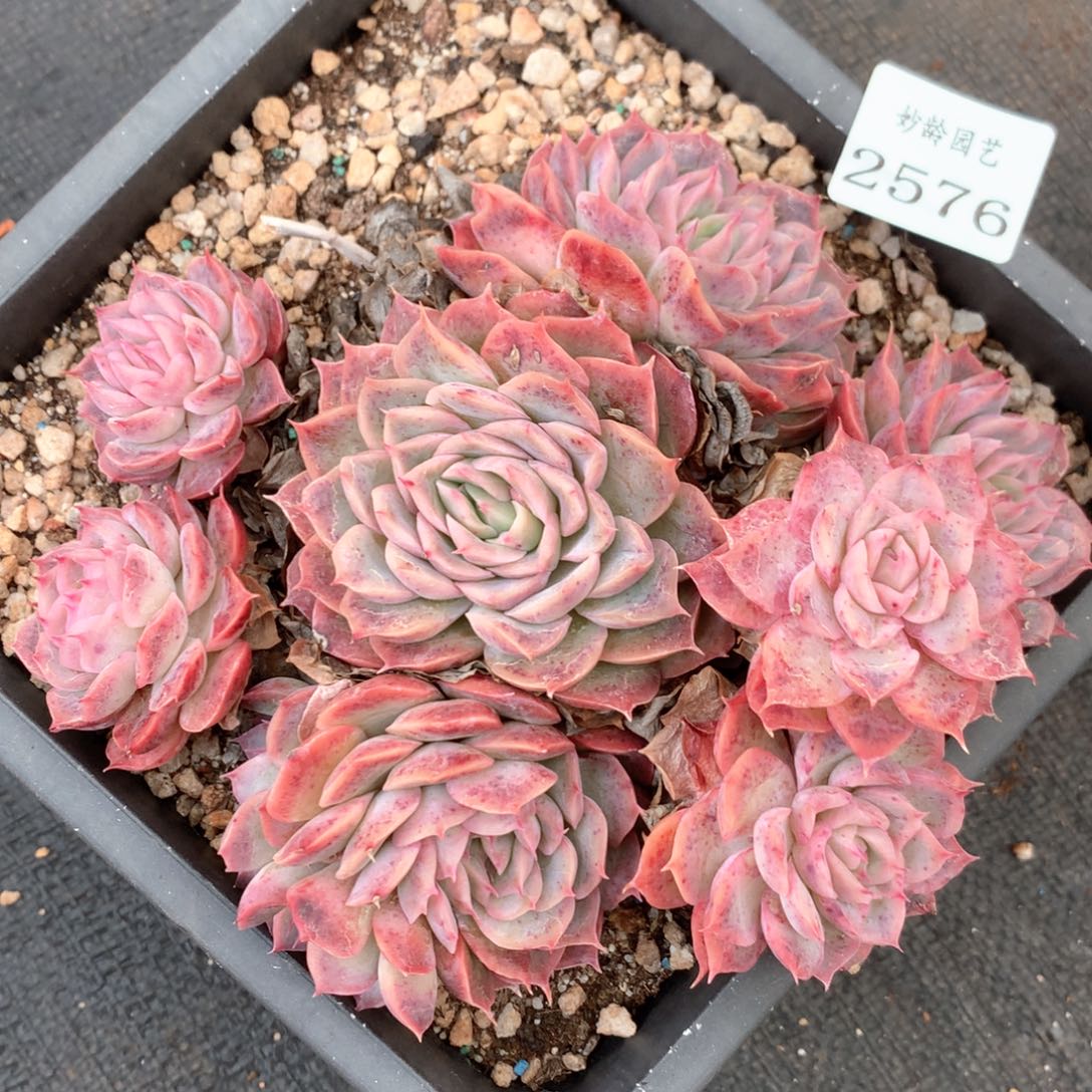 2576杂交多肉植物