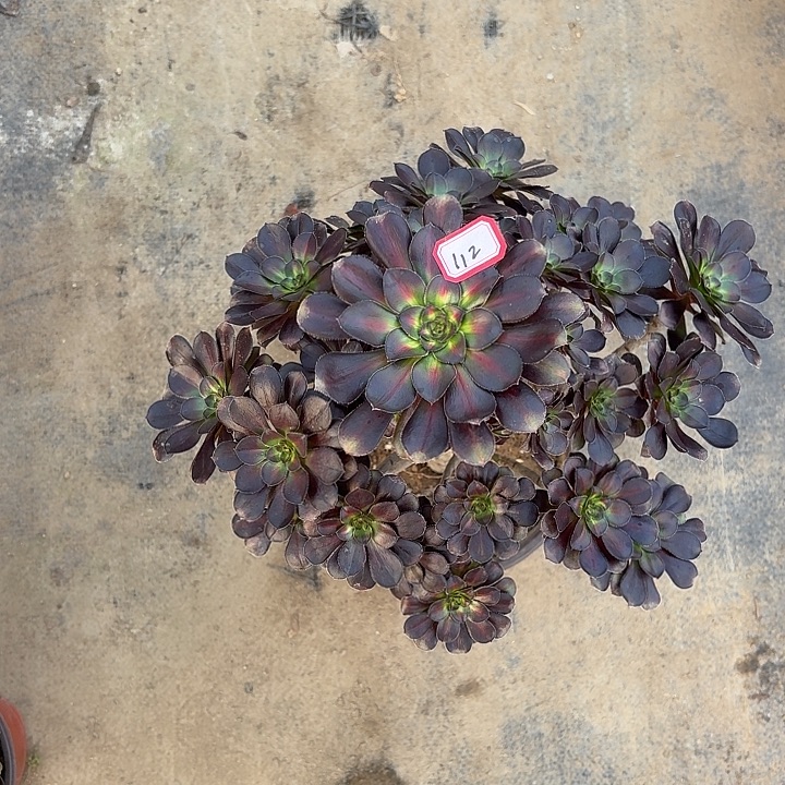 晚霞112多肉法师植物