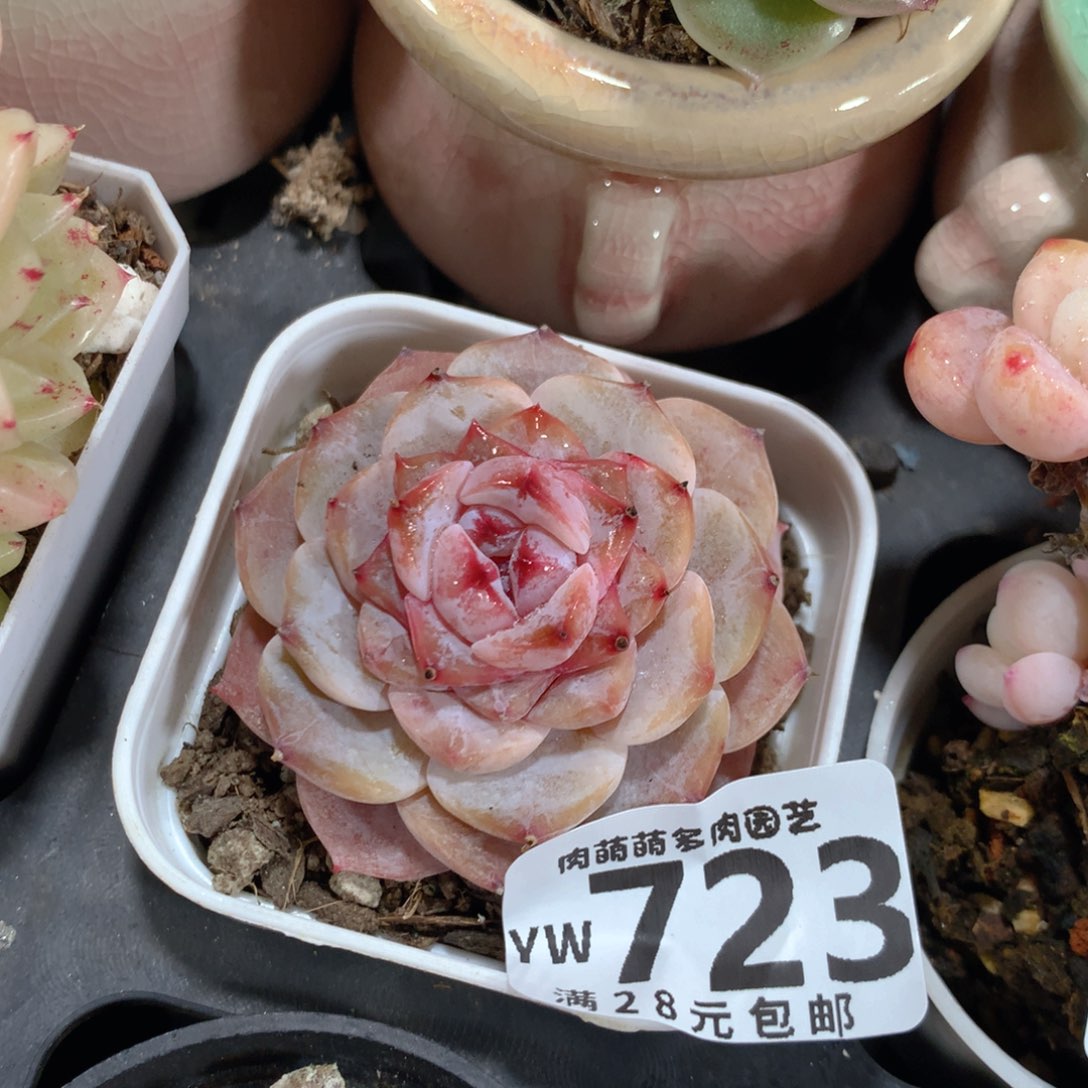 5CM拇指盆精控多肉YW723