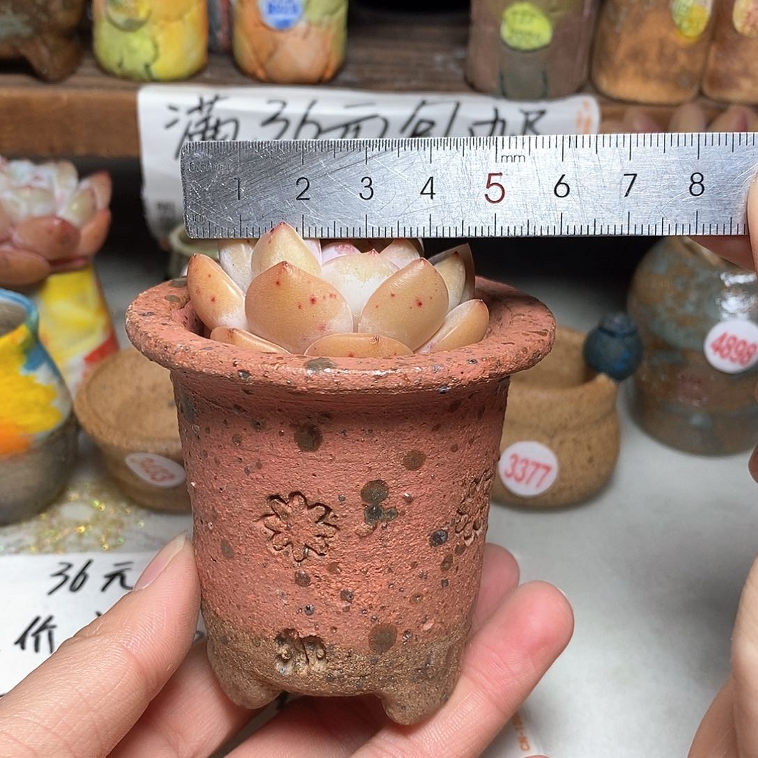 红陶拍5送一个小