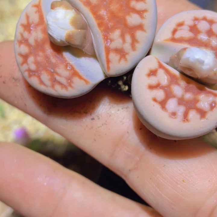 1558888888998888888888