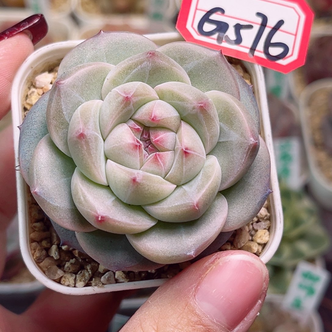 G576 一物一拍 宫灯