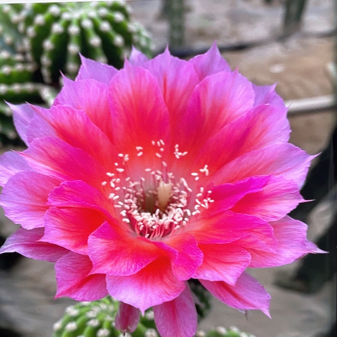 丽花 绯云洛侧芽 歪 满20包邮3–4公分