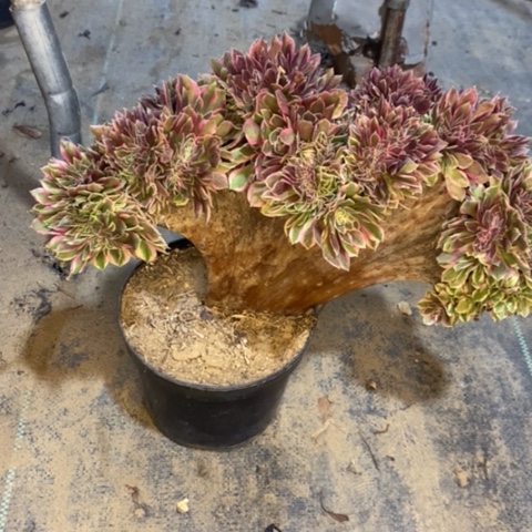 女神缀多肉植物024