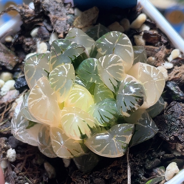 543卜卜紫锦特选福利