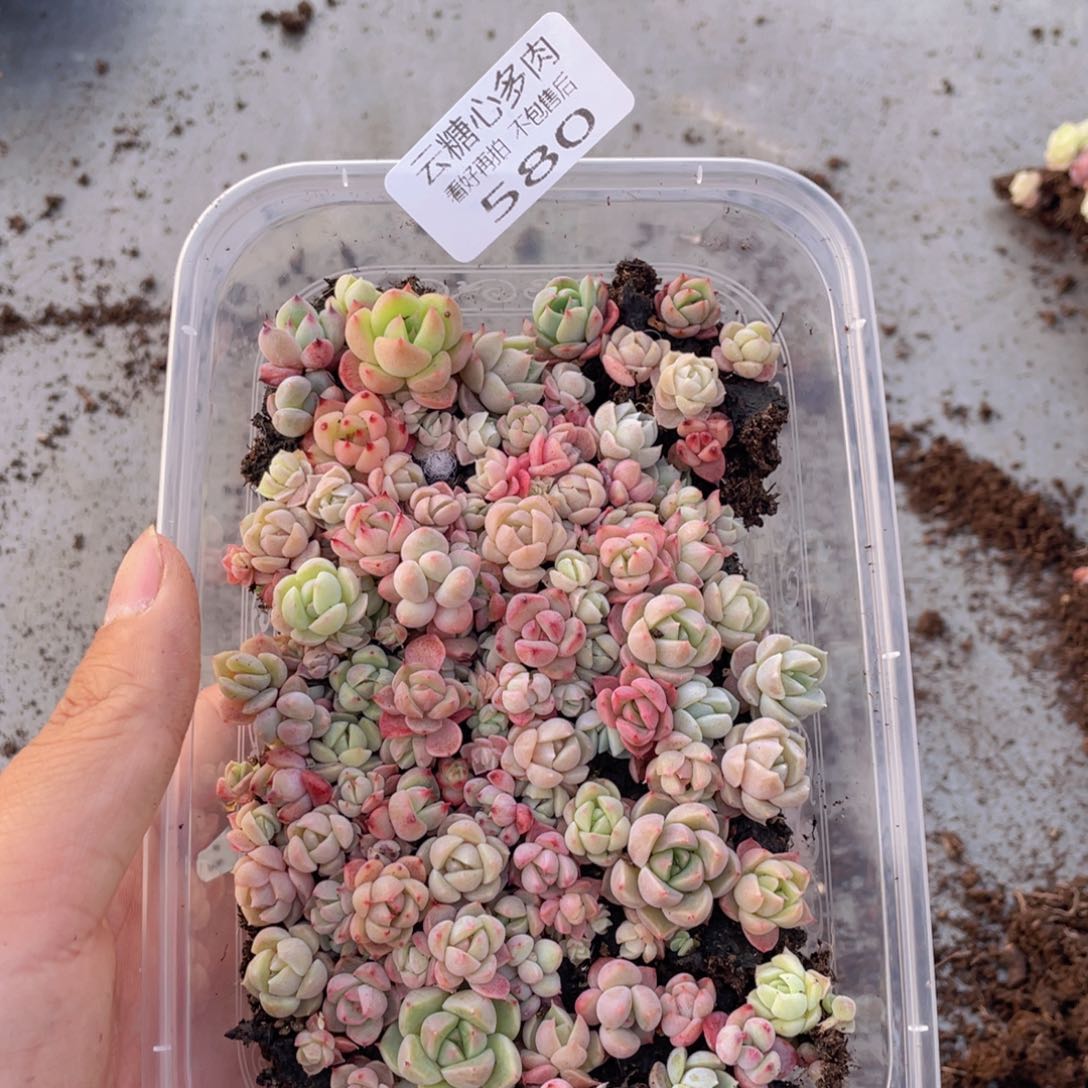 云糖心多肉植物580