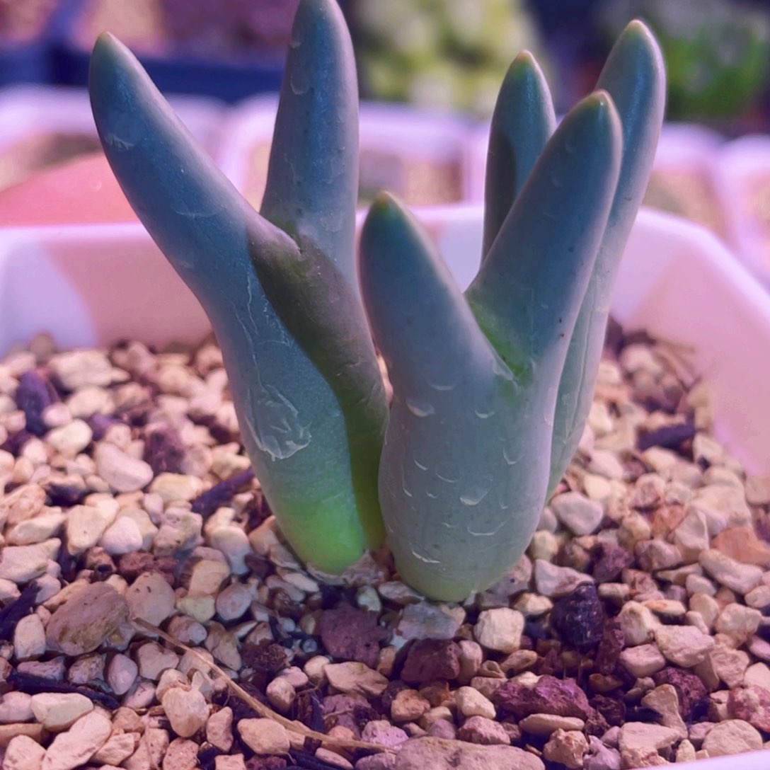 皮卡丘植物一物一拍