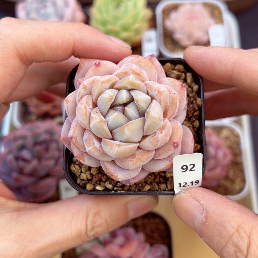 好好看92、哈哈哈哈