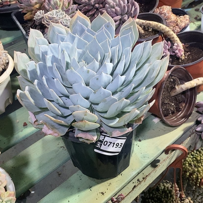 【闪购商品】薄叶蓝鸟07193