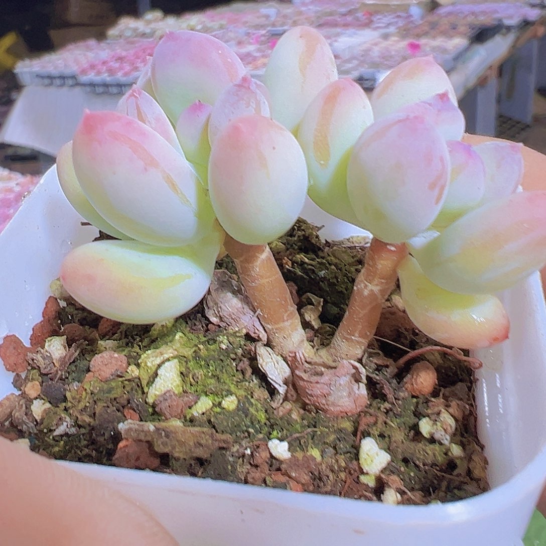 双头苹果奶19包邮多肉