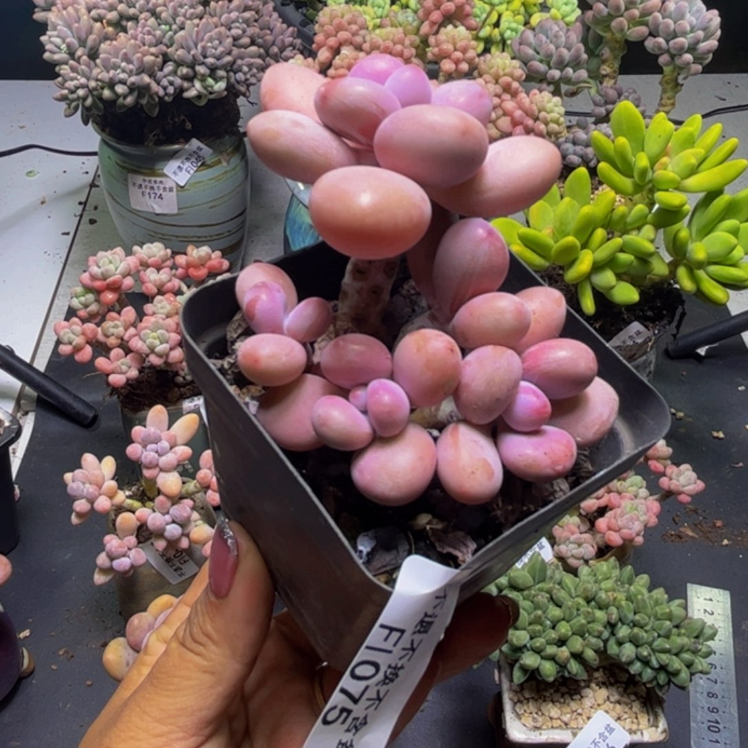 腰子糖果075/6cm多肉