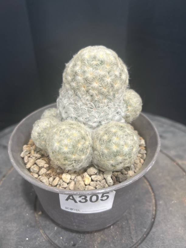 305实生佛头白星仙人球