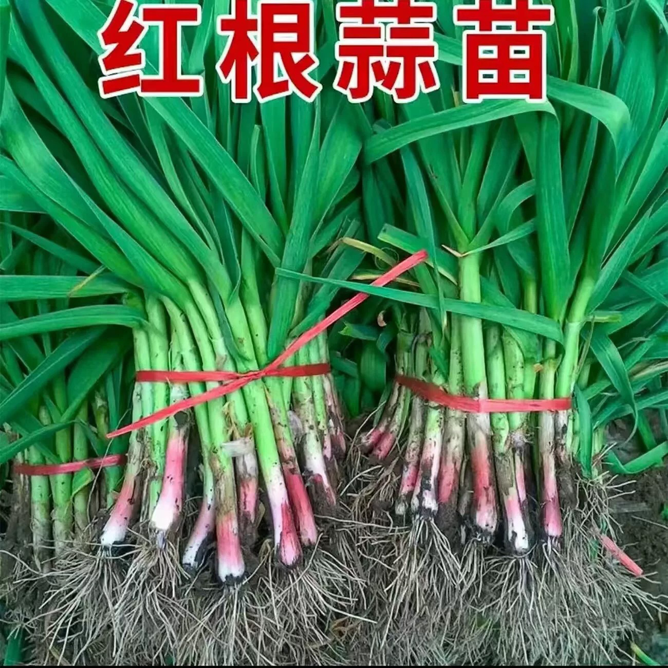 河南家乡蔬菜拼装净重3斤装（2斤蒜苗+1斤香菜）（2斤香菜+1斤蒜苗）