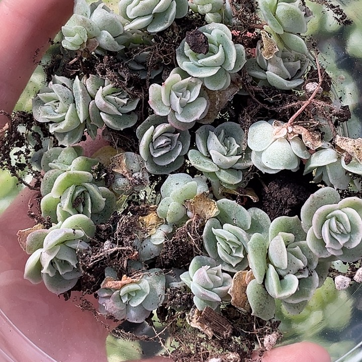 OTO多肉切糕一物一拍1903