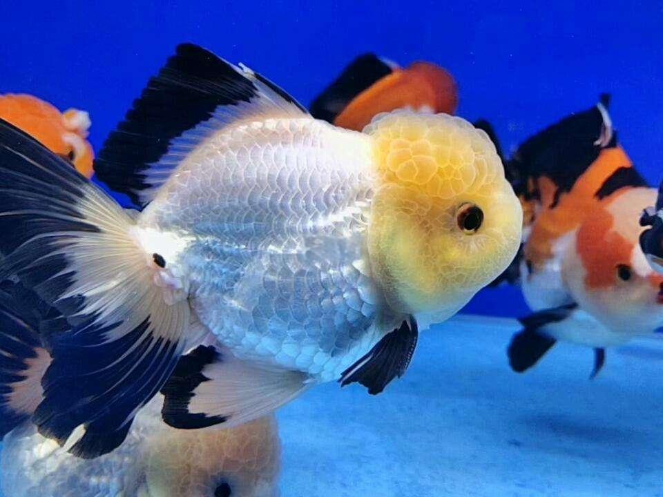 盲盒金鱼冷水淡水观赏鱼