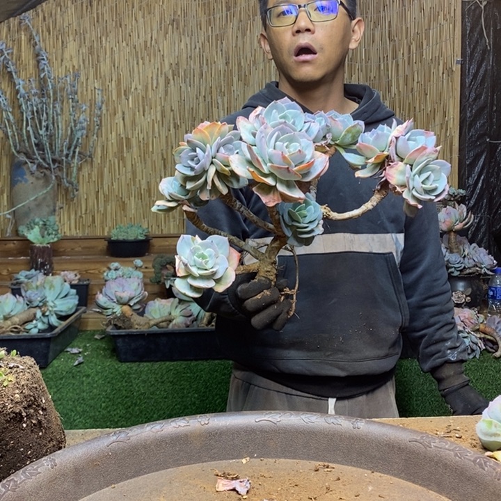 S***558 号白凤多肉植物
