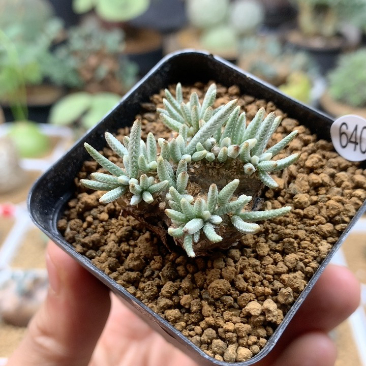 白花韧锦母本带盆640