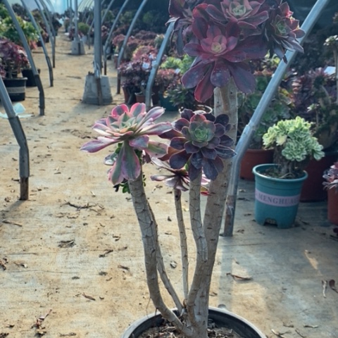 嫁接多肉植物001
