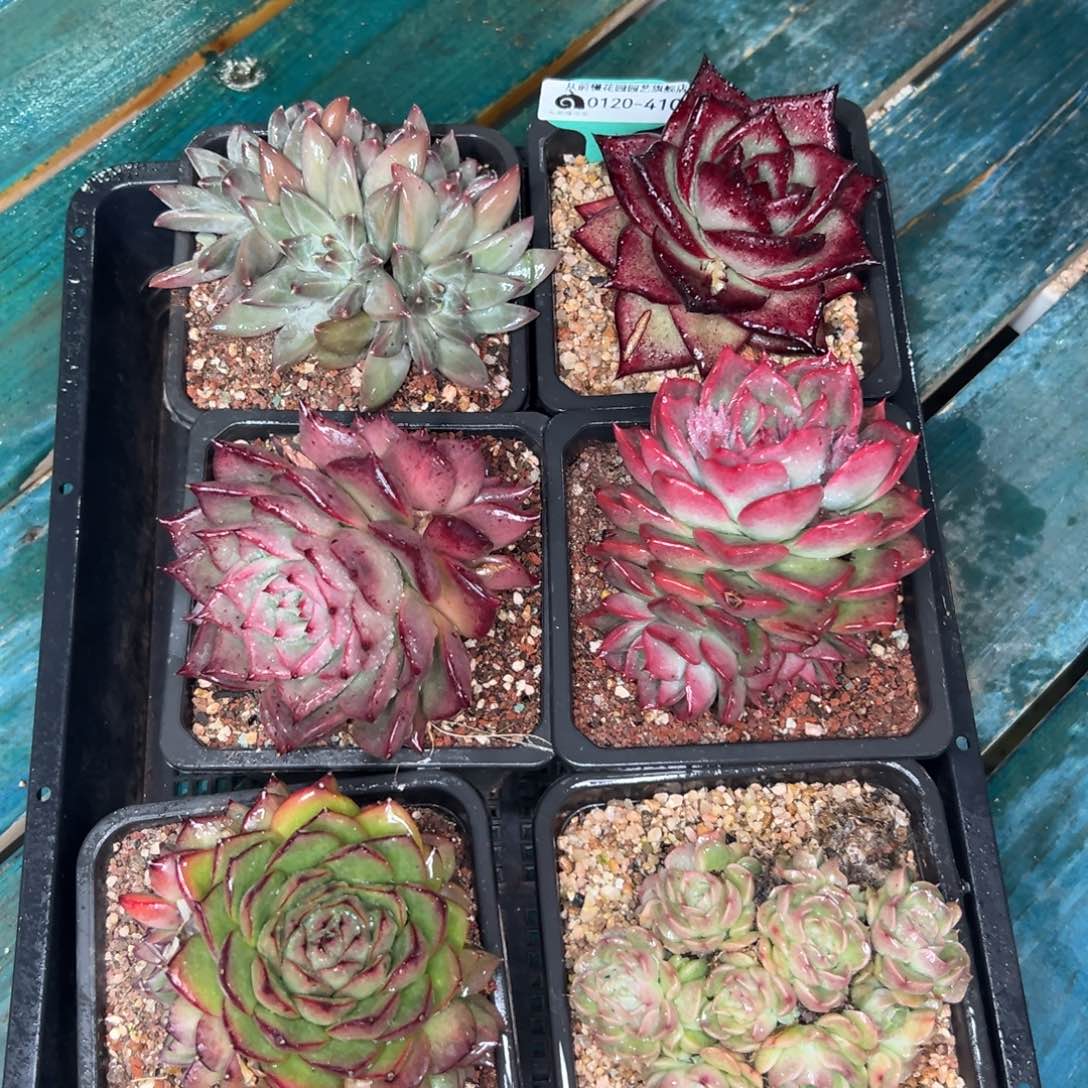 多肉一物一拍0120-410