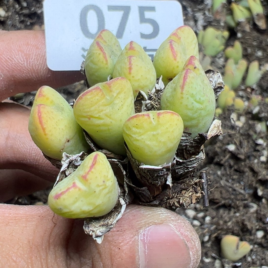 【闪购商品】 075。  