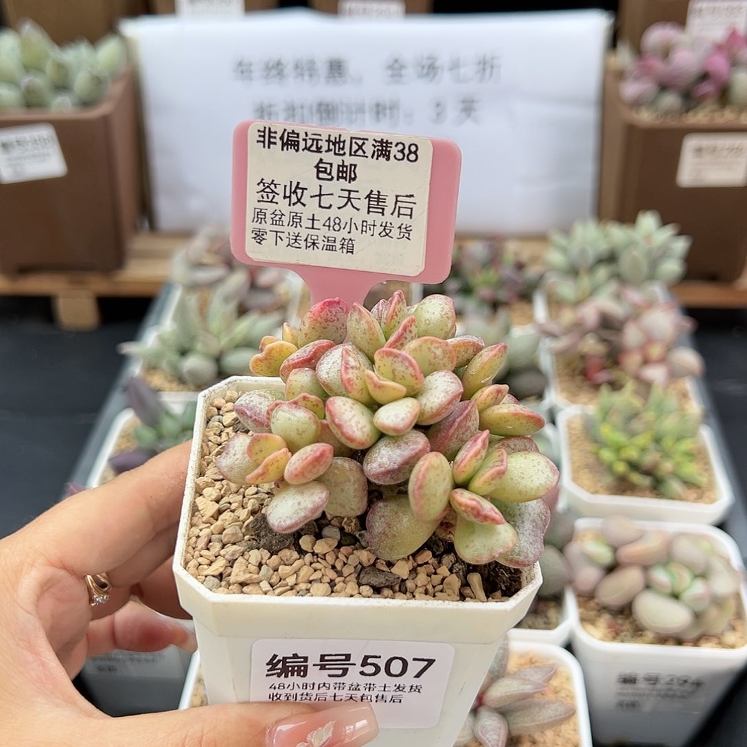 507爱心蛋糕锦多肉植物