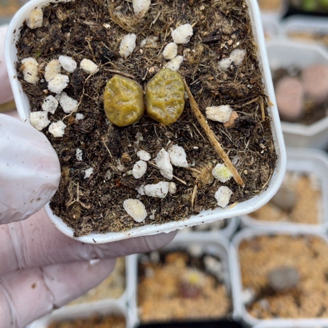 多肉植物一物一拍28