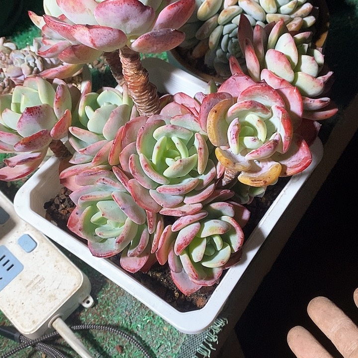 小****白月光多肉植物8-12