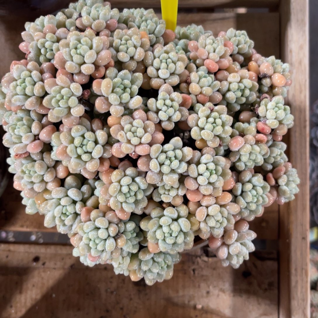 鱼***鱼云尘多肉一物一拍不含盆不包整1396