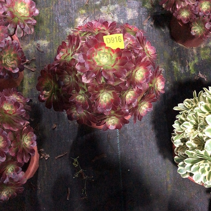 ****潮安娜多肉916000000000