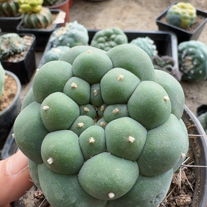 0775精选好大尤仙仙人球