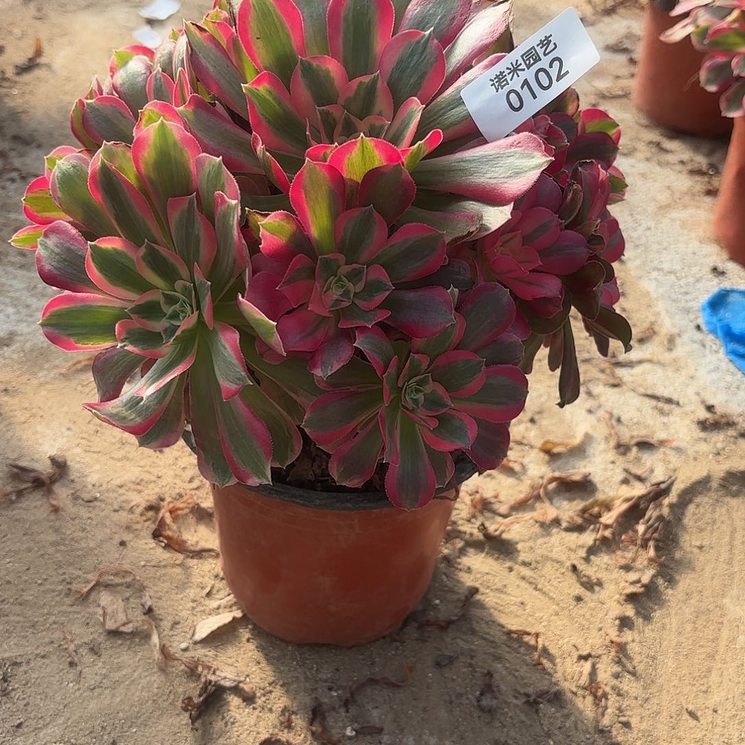 七彩石手捧多肉植物102