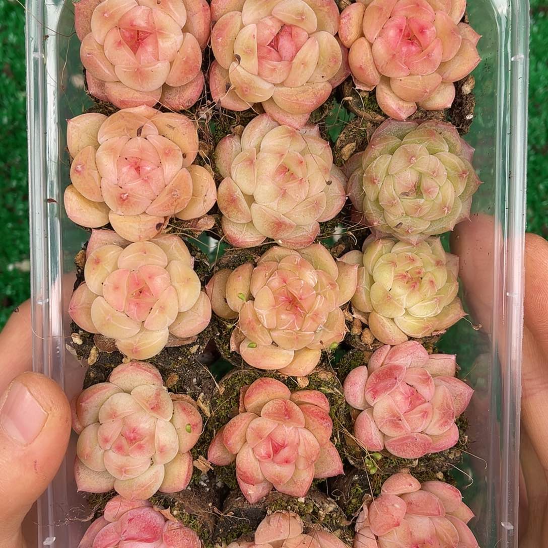 多肉杂交一物一拍1-58