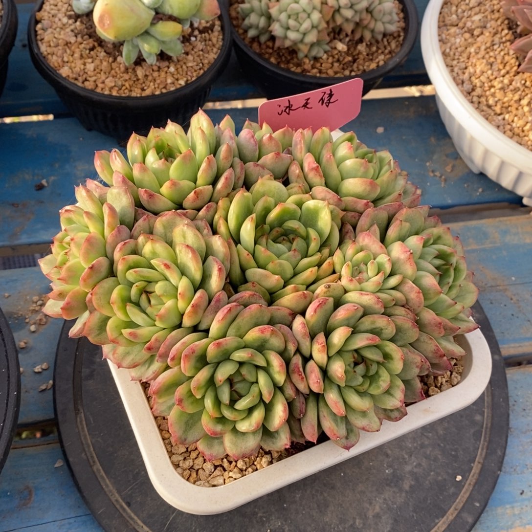 多肉植物一物一拍