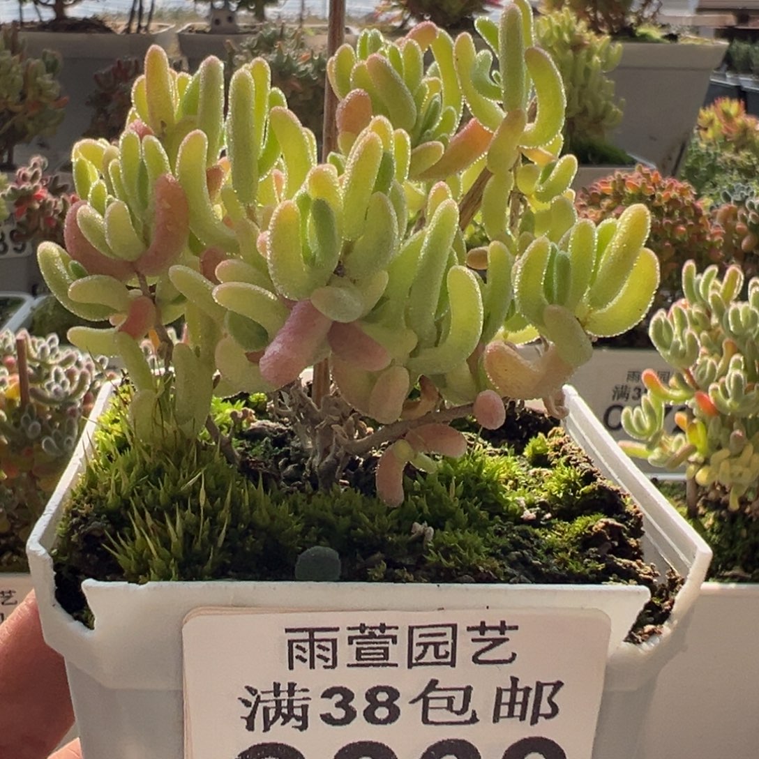 11-269钻石黄锦带一点拉丝锦七方盆老桩