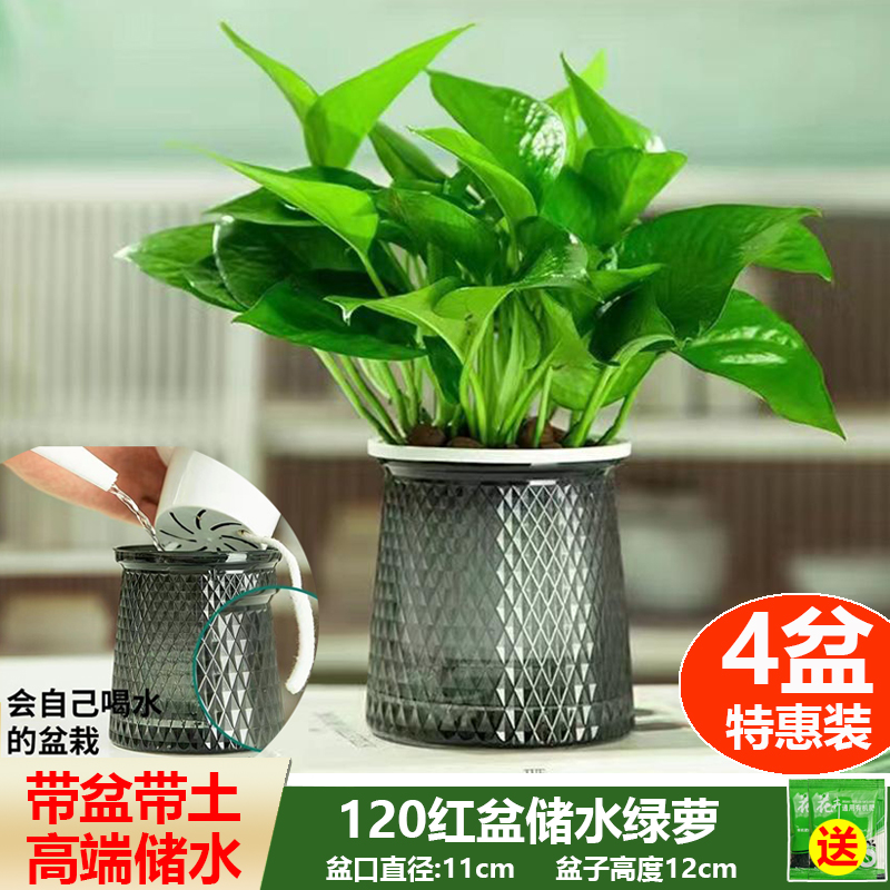 思兰绿萝盆栽室内好养净化空气植物绿植花卉盆栽绿箩绿植盆栽室内