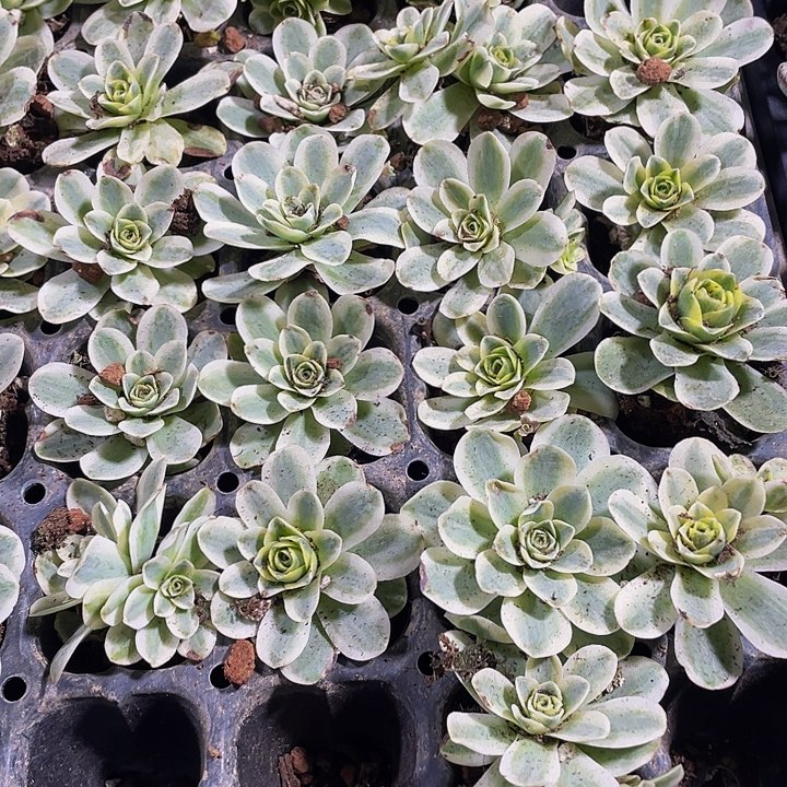 玫瑰锦2.8带土发过后