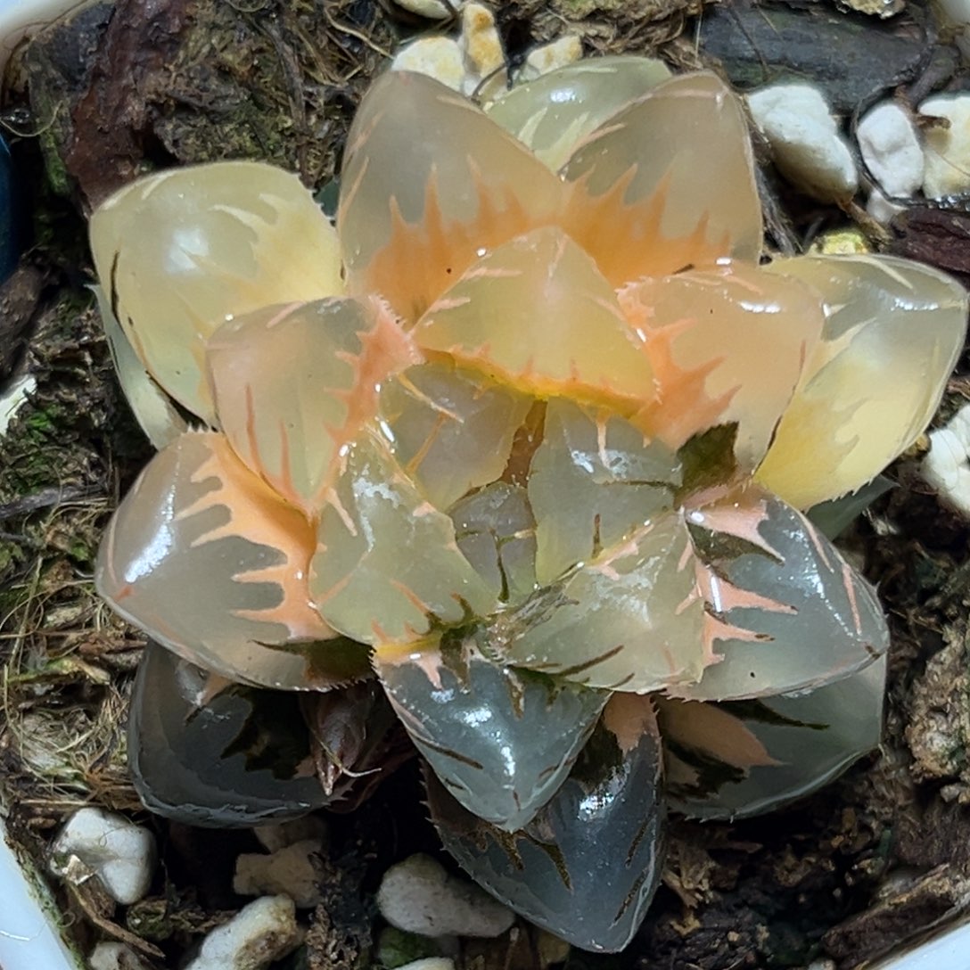 恭喜发财大吉大利759水中月