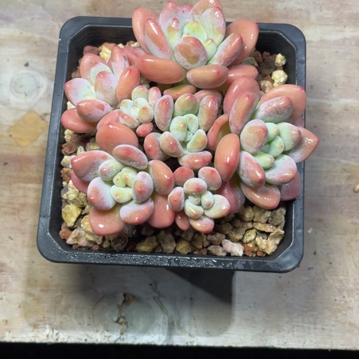 多肉无心洛神洛神