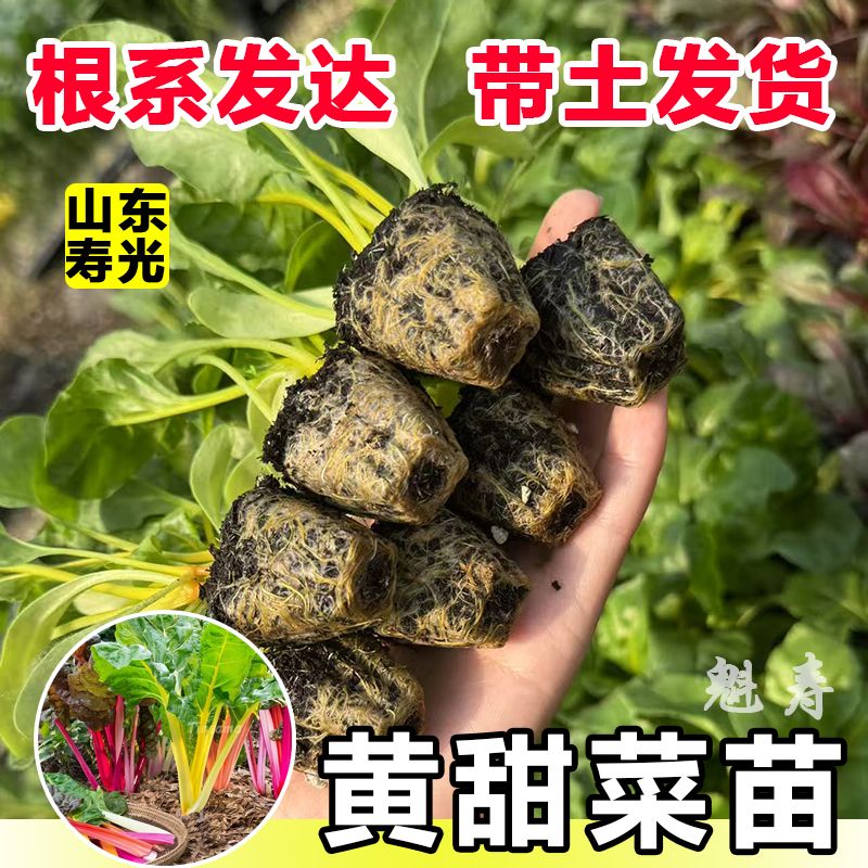 寿光高甜甜菜苗秧红梗红叶甜菜种子多茬采收阳台四季盆栽金叶甜菜
