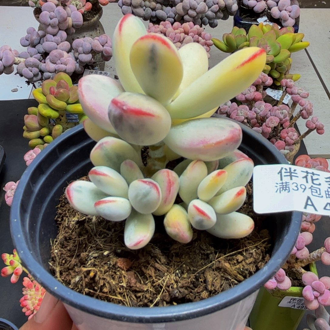 478乒乓福娘锦6cm多肉有砍