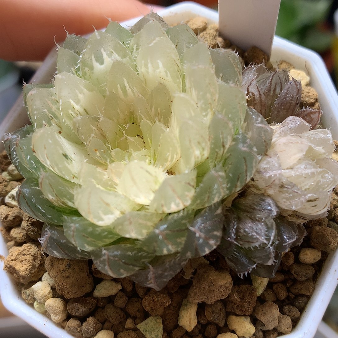 糊斑翠云玉露锦带盆土发货tll