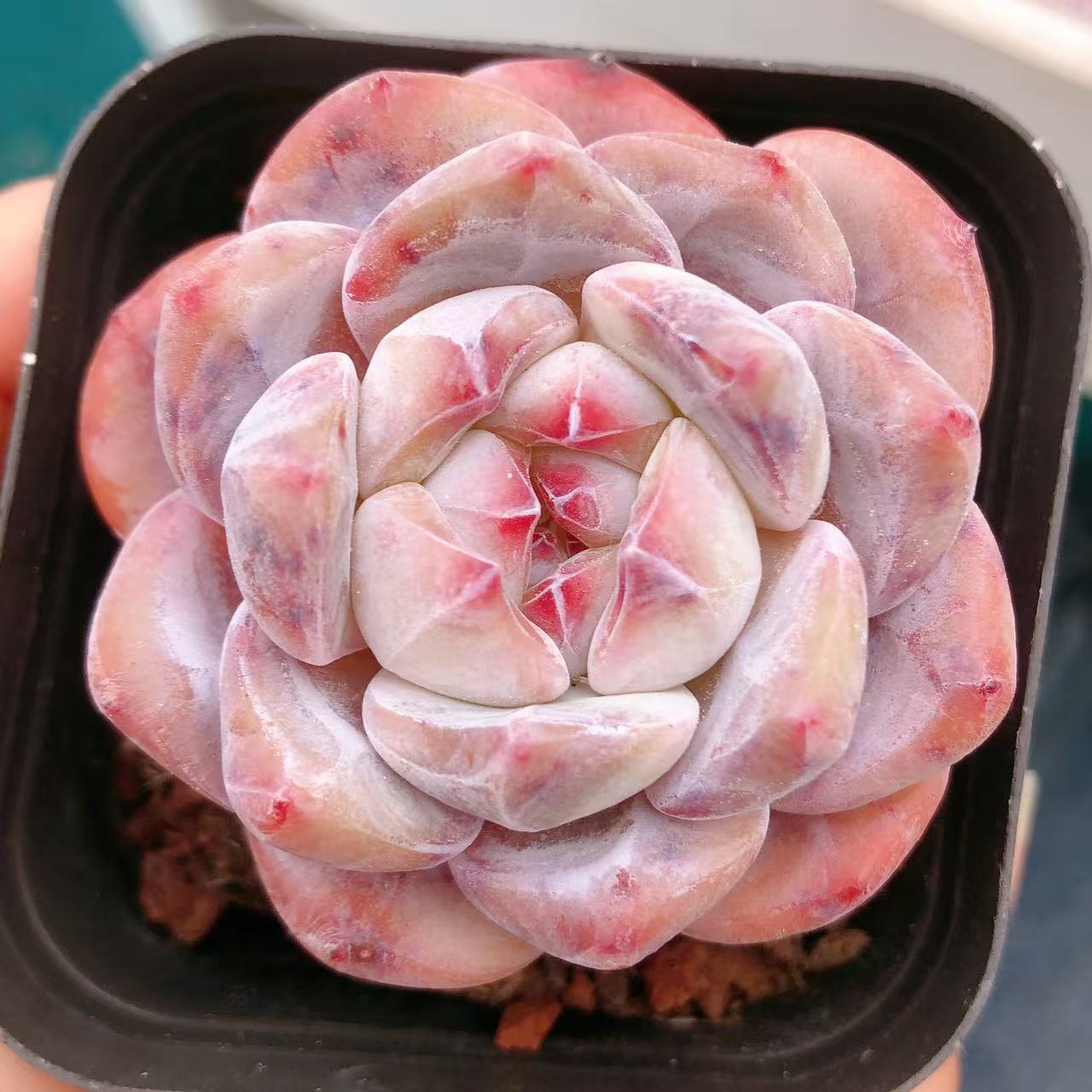 多肉植物     单头石榴籽（尺寸4-5左右）  全场满28包邮除偏远