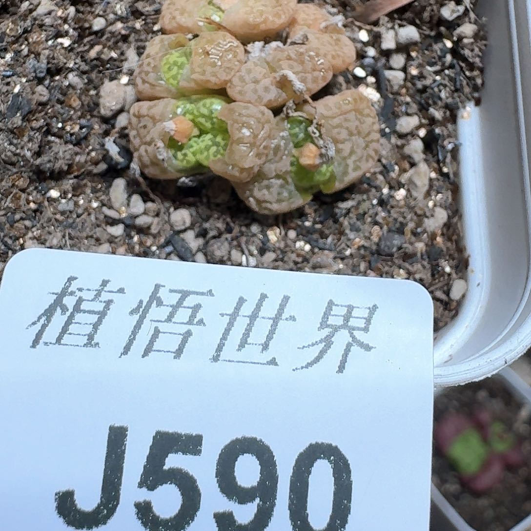 590号的植物f v g